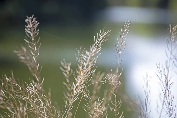 Délicate Plante Brune Pelucheuse Sur Fond Naturel Flou Horizonta — Photo