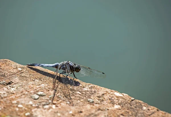 Blaue Libelle Legt Eier Einem Teich Auf Einer Steinernen Brücke — Stockfoto