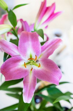 Pembe çiçekli zambak açık arkaplanda, dikey