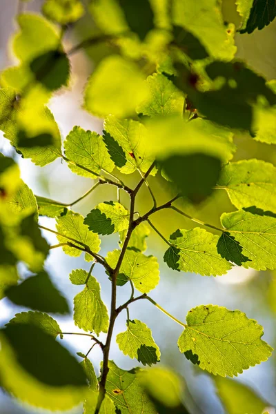 Branche Mûrier Avec Feuilles Contre Soleil Fond Abstrait Vertical — Photo