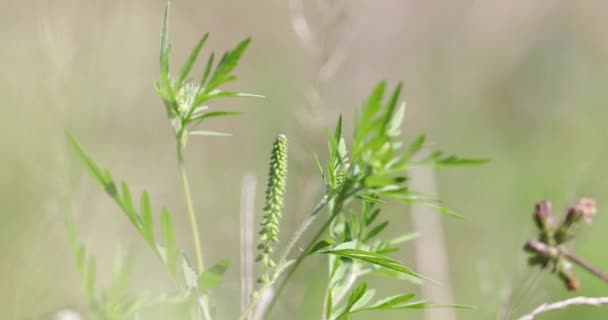 Plante Verte Flotte Vent Sur Fond Naturel Abstrait Flou — Video