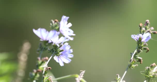 Chicorée Blumen Auf Verschwommenem Grünem Hintergrund Wiegen Sich Wind — Stockvideo