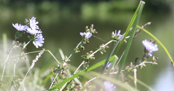 Chicorée Blumen Ufer Der Nähe Des Wassers Schwanken Vom Wind — Stockvideo
