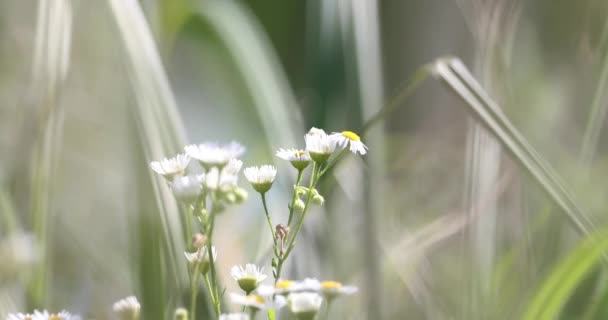 白色雏菊的美丽而模糊的背景 水平的 — 图库视频影像