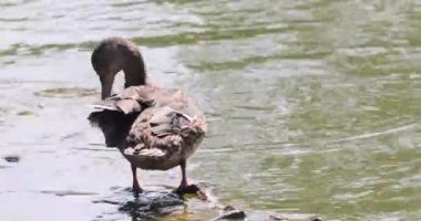 Vahşi Drake tüyleri fırçalamayı bitirdi ve güneşli bir günde gölete atladı.