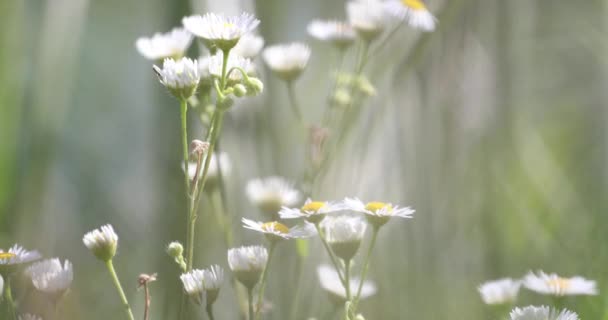 Flores Medicinais Margaridas Brancas Fundo Borrado Horizontal — Vídeo de Stock