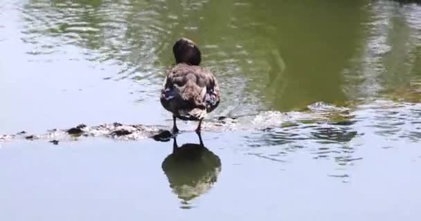 Wild Duck Drake Peels Veren Een Stenen Brug Een Vijver — Stockvideo