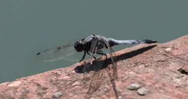 Mavi yusufçuk, böcekleri avlamak için deniz kenarındaki köprüde ön patilerini yıkıyor.