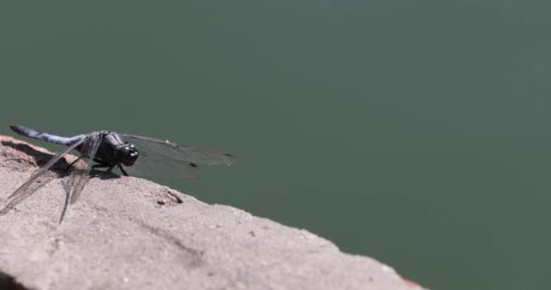 Libélula Azul Puente Cerca Del Agua Para Cazar Insectos Horizontal — Vídeos de Stock