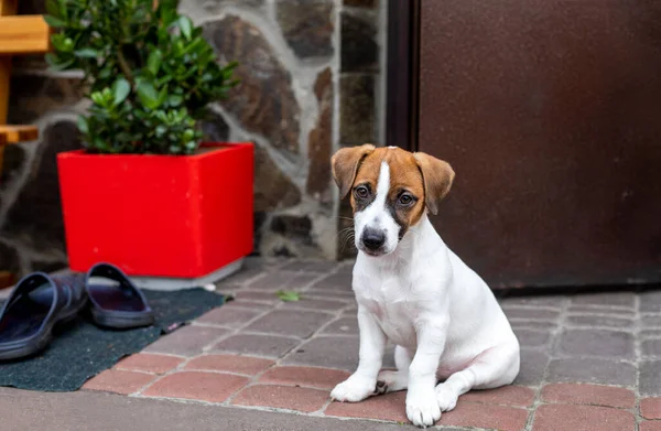 Tatlı Jack Russell Terrier köpeği ön kapıda oturuyor ve sahibini bekliyor, yatay olarak.