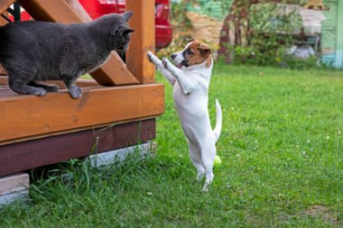 cute jack russell terrier puppy playing with a gray cat on the patio outside clipart