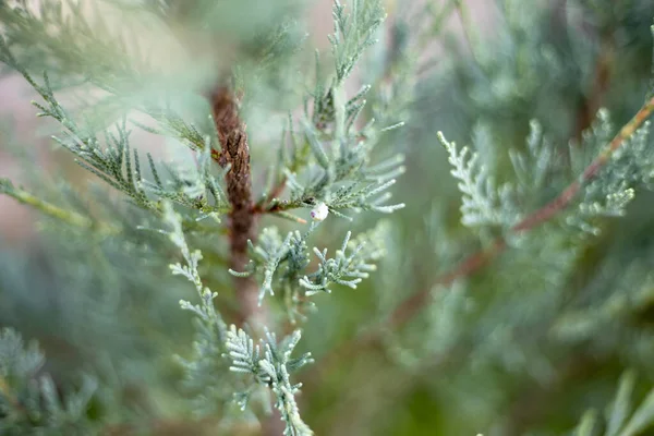 模糊的绿色小杜松子树 水平的 自然的背景 — 图库照片