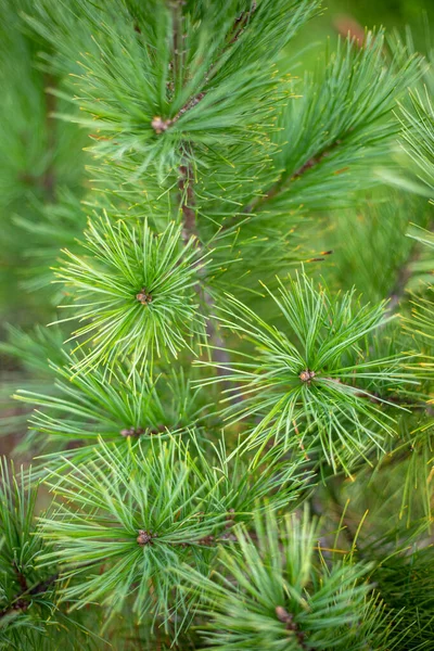 Groene Jonge Kerstboom Close Verticaal — Stockfoto