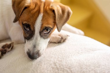 Şirin köpek yavrusu Jack Russell Terrier evde beyaz bir yastıkta gözlerinin içine bakar ve sahibini bekler.