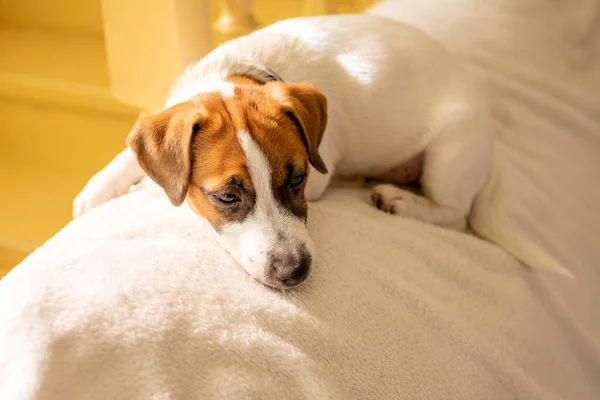 Bonito Jack Russell Terrier Filhote Cachorro Encontra Travesseiro Branco Adormece — Fotografia de Stock