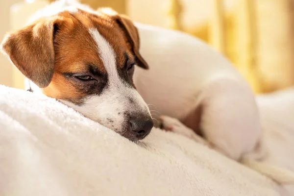 Bonito Jack Russell Terrier Filhote Cachorro Dormindo Travesseiro Branco Casa — Fotografia de Stock
