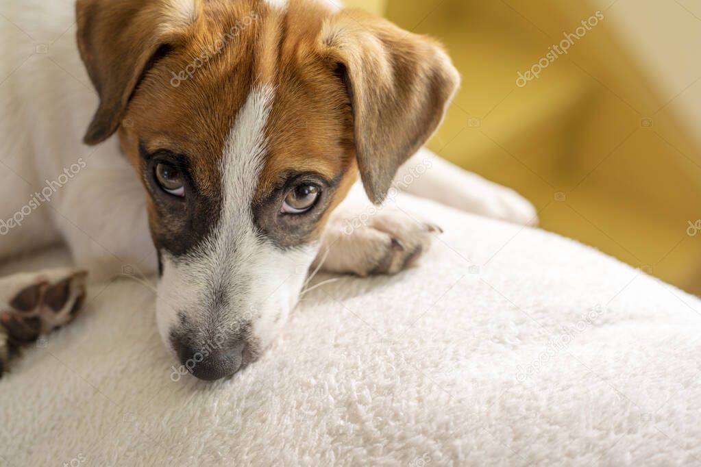 cute muzzle puppy jack russell terrier looks into the eyes on a white pillow at home waiting for the owner, horizontal