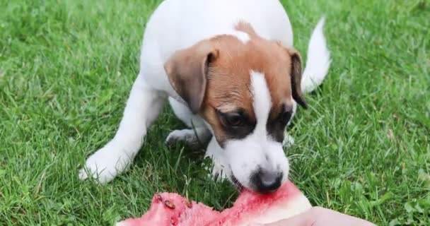 Söt Valp Jack Russell Terrier Äter Bit Vattenmelon Från Händerna — Stockvideo