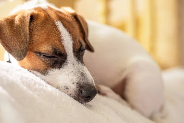 Bonito Jack Russell Terrier Filhote Cachorro Dormindo Travesseiro Branco Casa — Fotografia de Stock