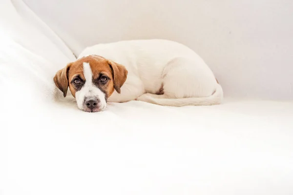 Lindo Cachorro Jack Russell Terrier Encuentra Sofá Blanco Horizontal — Foto de Stock