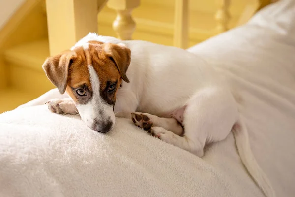 Bonito Focinho Filhote Cachorro Jack Russell Terrier Olha Com Uma — Fotografia de Stock