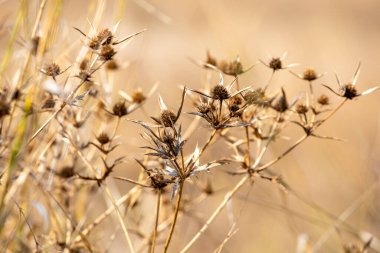 Rüzgarda sallanan kuru devedikeni bulanık doğal arka plan, kilitlenme.