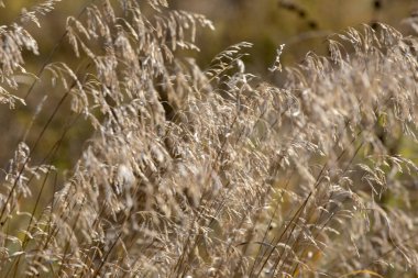 Kuru dikenlerin bulanık doğal arkaplanı rüzgâr yönünde, yatay ve Lockdow 'da sallanıyor.
