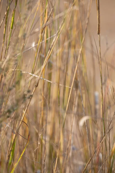 Fond Naturel Flou Herbes Sèches Balançant Dans Vent Vertical Lockdow — Photo