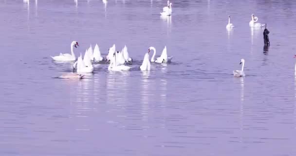 Rebanho Cisnes Brancos Mergulho Lago Rosa Para Comida Dia Ensolarado — Vídeo de Stock