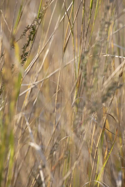 Fond Naturel Flou Herbes Sèches Balançant Dans Vent Vertical Lockdow — Photo