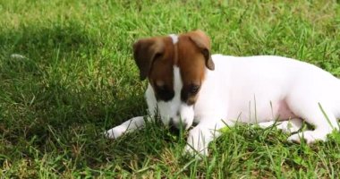 Şirin köpek yavrusu Jack Russell Terrier çimlerin üzerinde yatıyor.