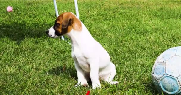 草の上に面白い子犬のジャック ラッセル テリア バークス水平 — ストック動画