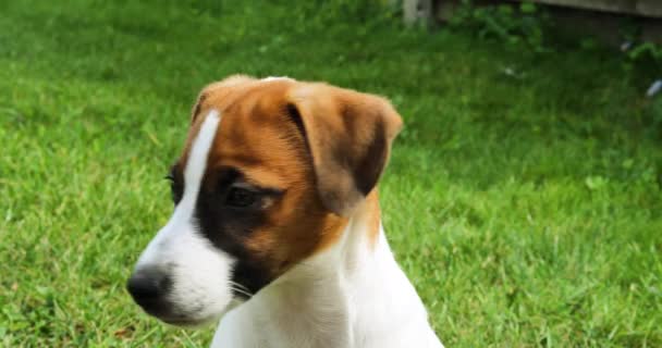 Schattig Muilkorf Puppy Jack Russell Terrier Het Gras Eerste Wandeling — Stockvideo