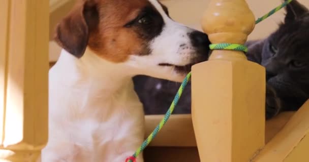 Carino Cucciolo Jack Russell Terrier Giocare Con Corda Sulle Scale — Video Stock