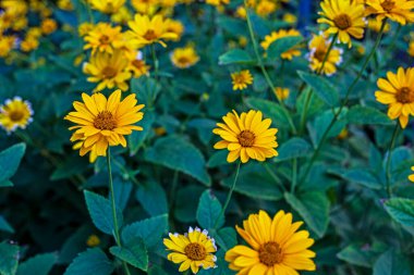 Backdrop of bright yellow heliopsis flowers. Landscape design
