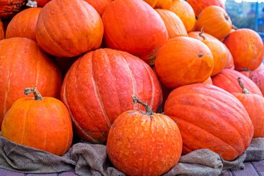 Olgun turuncu balkabakları üst üste istiflenmiş. Cadılar Bayramı, Şükran Günü