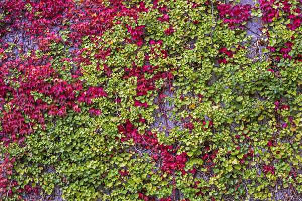 background of climbing green and red ivy outside. Ecology and the Environment