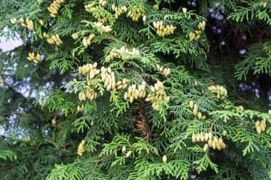 Litvanya 'nın çiçek açan dalları, selvi familyasının yemyeşil bir ağacı. Peyzaj tasarımı