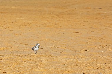 Kuş Calidris himantopus güneşli bir günde kumlu bir sahilde