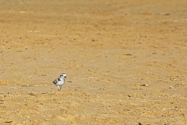 Kuş Calidris himantopus güneşli bir günde kumlu bir sahilde