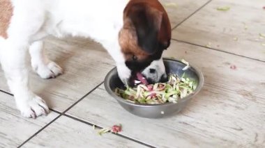 Jack Russell Terrier et yerken çiğ kabakla karıştırılmış çiğ kabak parçaları tükürür. Evcil hayvanlardaki çiğ yiyecekler