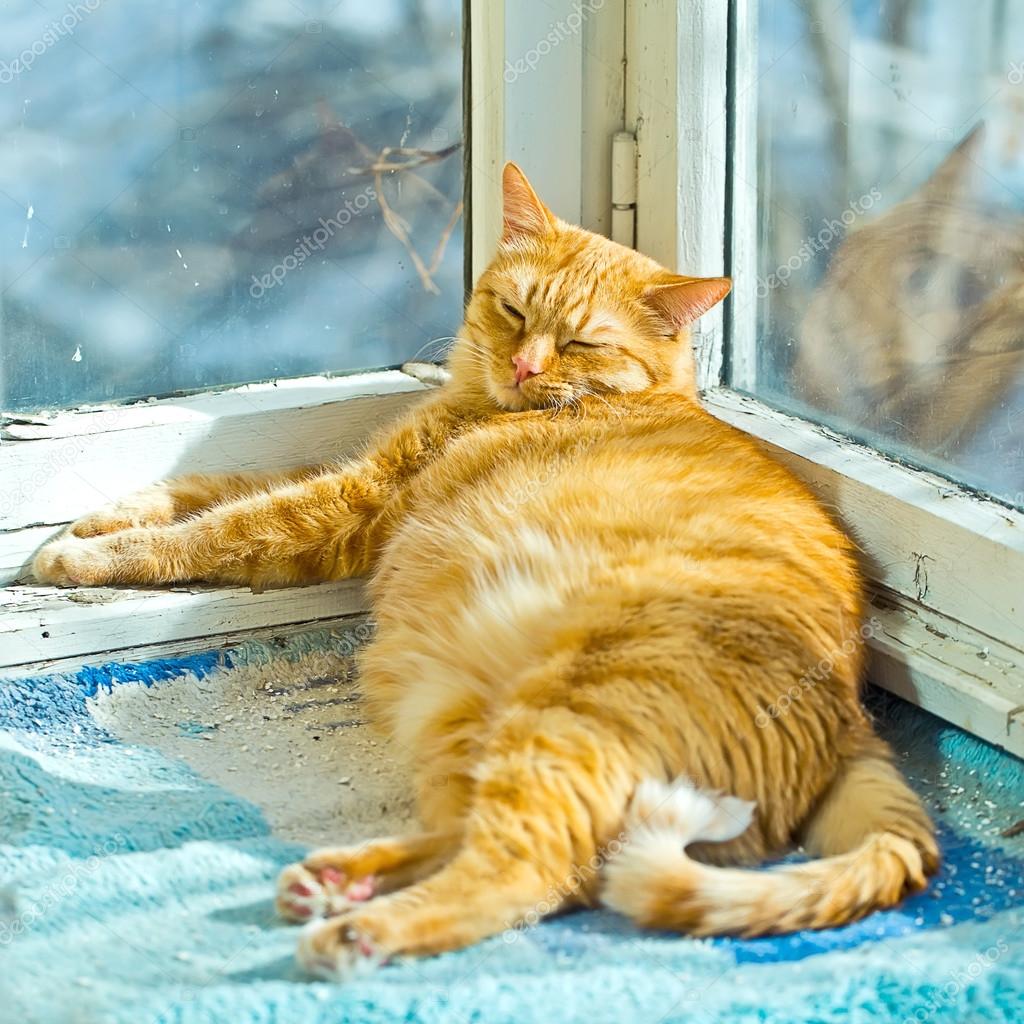 fat orange cat sleeping