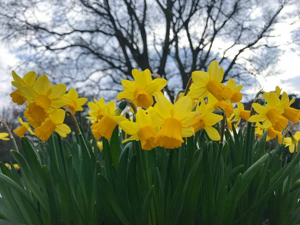 Field of narcissus, garden of spring flowers, blooming daffodils in the park — Stok fotoğraf