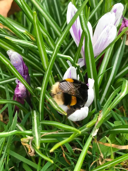 Bumblebee collects pollen and nectar from blooming white crocus spring flowers