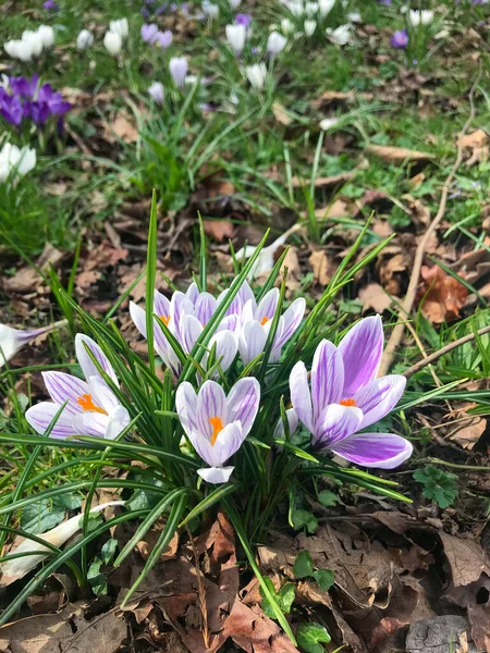 Eine Wiese blühender Frühlingskrokusse im Parkfeld mit weißen, violetten Blüten — Stockfoto