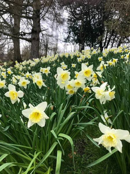 Field of narcissus, garden of spring flowers, blooming daffodils in the park — Stok fotoğraf