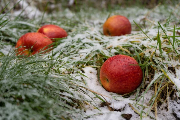 Red apples on green grass with white snow, cold winter day, close up, copy space — Stock Photo, Image