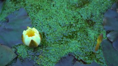 Yeşil yosun gölü üzerinde çiçek açan sarı nilüfer çiçeği, 4K üst manzara.