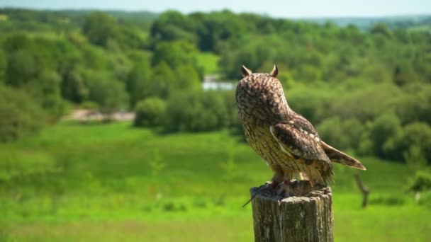 手に立って獲物の長い耳のフクロウの鳥は近くの植物園を飛ぶしようとします — ストック動画