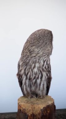 Büyük Gri Baykuş tahta kütüğün üzerinde duruyor farklı yönlere bakıyor, dikey video.